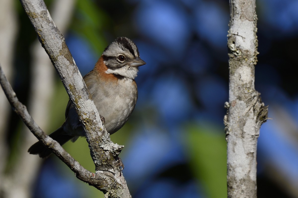 Rufous-collared Sparrow - ML595349631