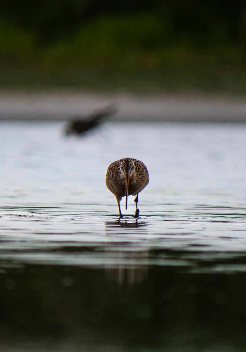 Marbled Godwit - ML595349841