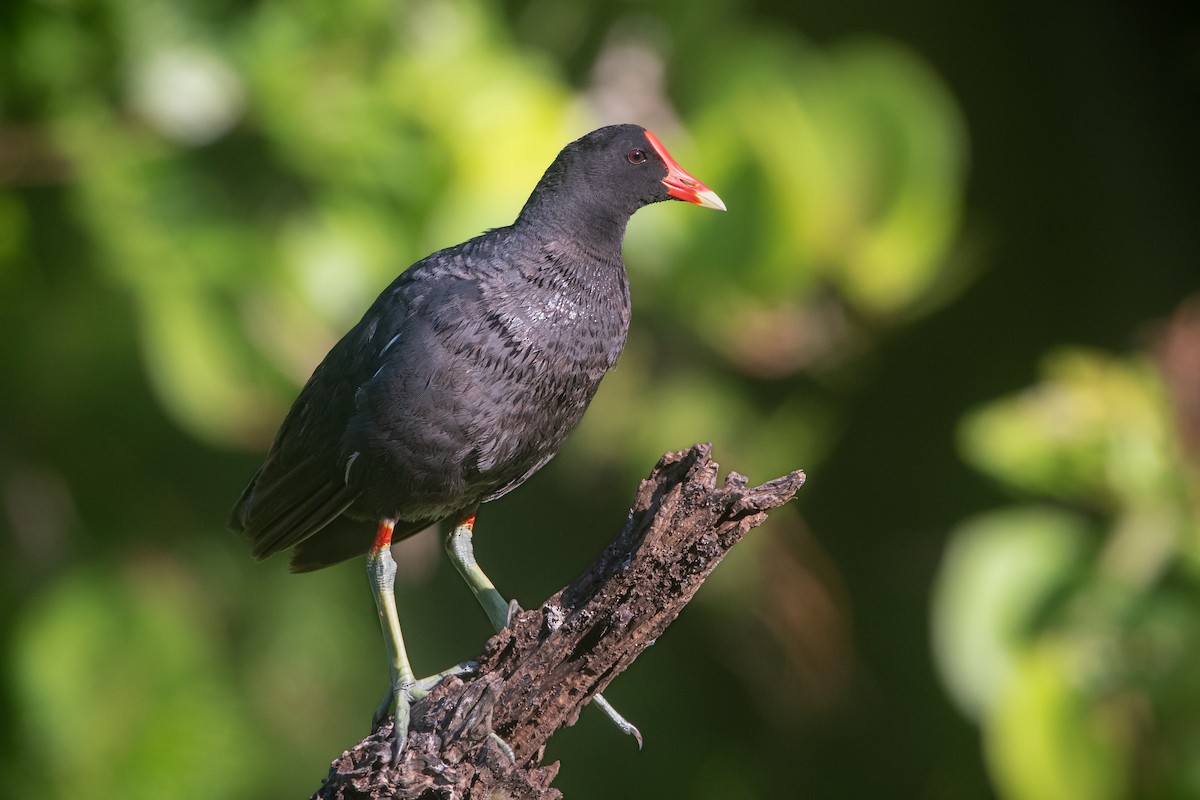 Common Gallinule - ML595350361