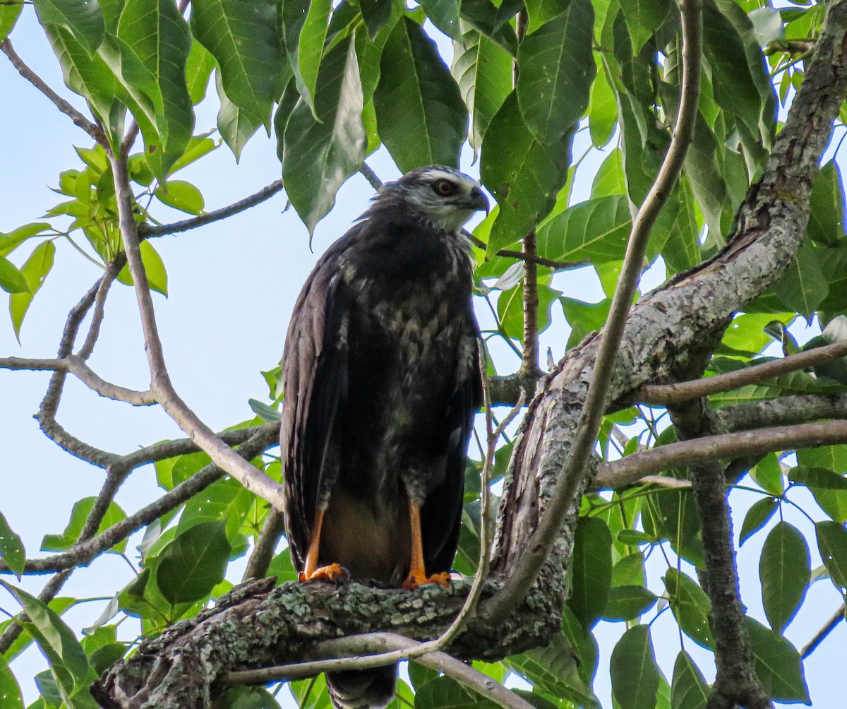 Crane Hawk - ML595350691