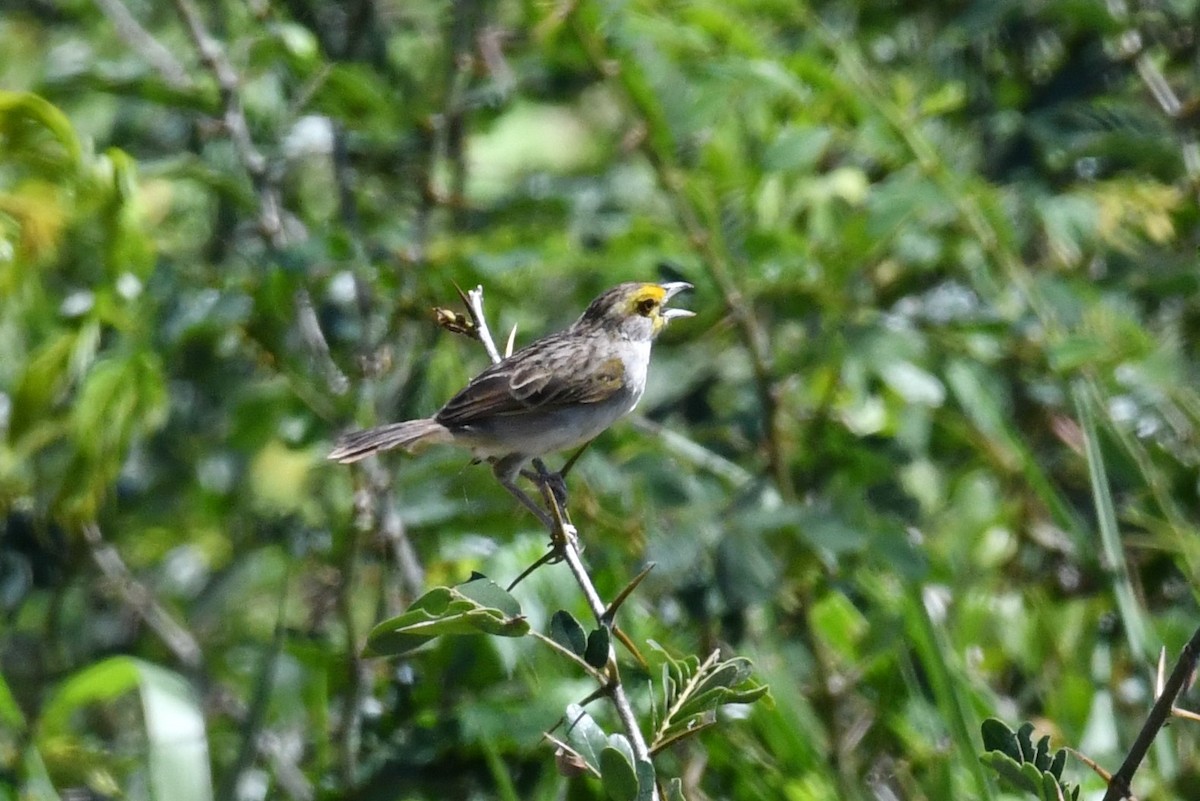 Yellow-browed Sparrow - David Lawton
