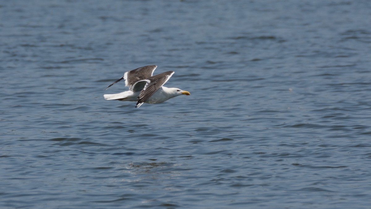 Great Black-backed Gull - ML595351241