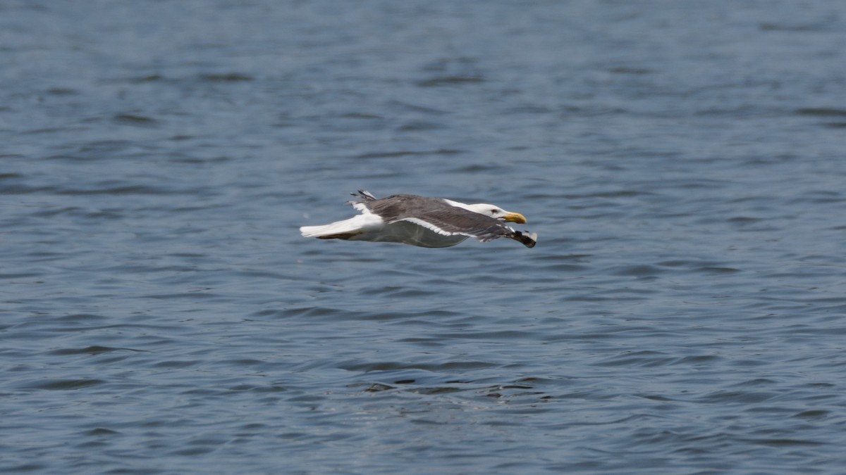 Great Black-backed Gull - Anthony Zammit