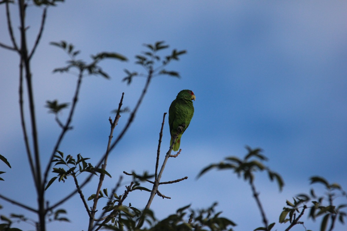 White-fronted Amazon - ML595351521