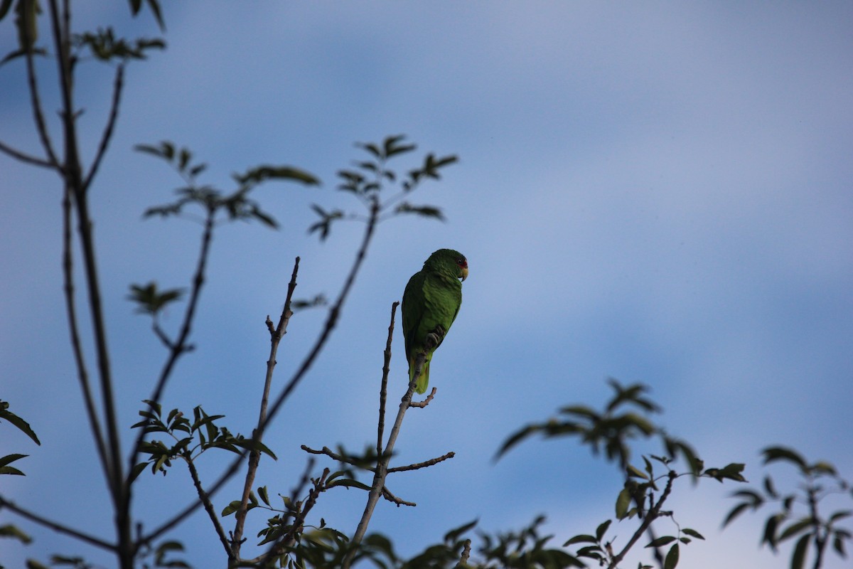White-fronted Amazon - ML595351621