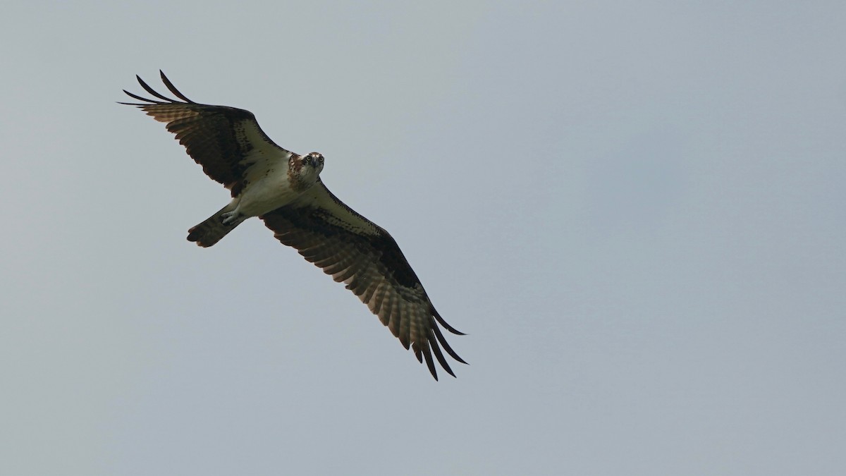 Águila Pescadora - ML595351841