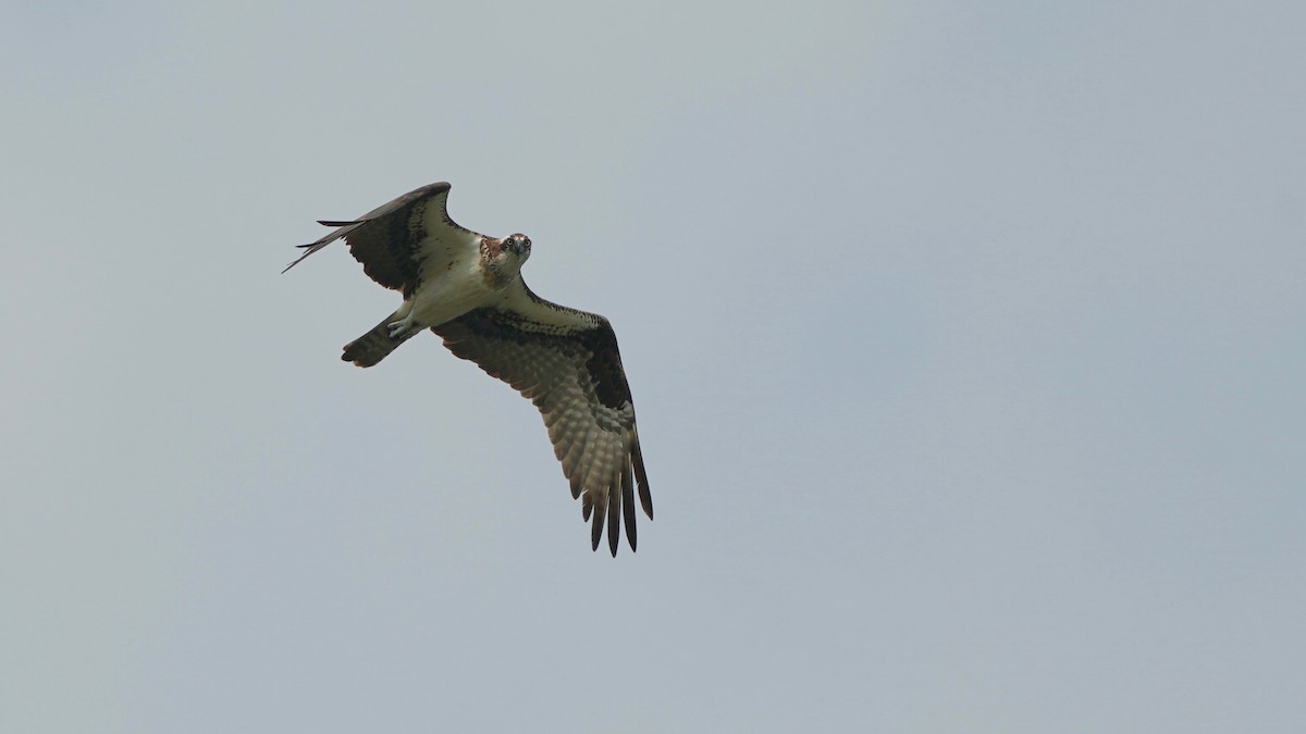 Águila Pescadora - ML595351851