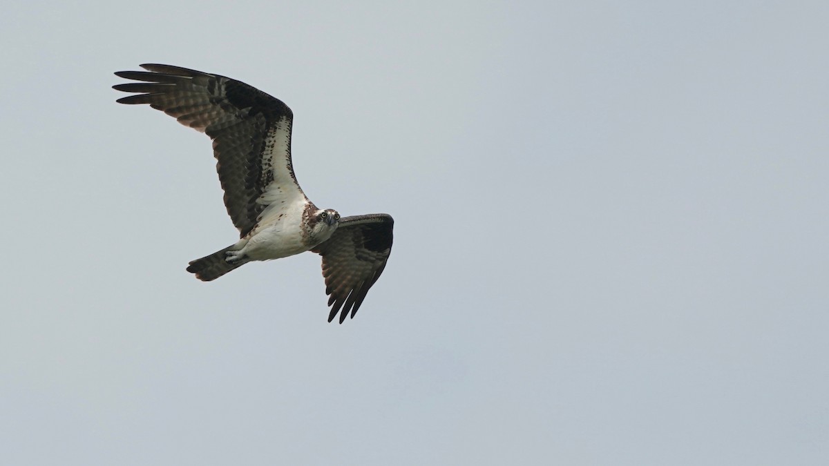 Águila Pescadora - ML595351901