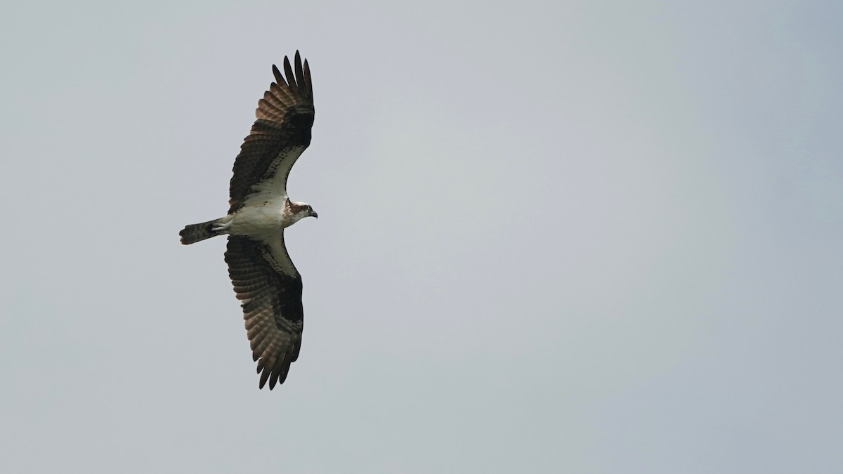 Águila Pescadora - ML595351911