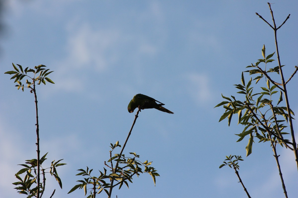 Green Parakeet - ML595351951