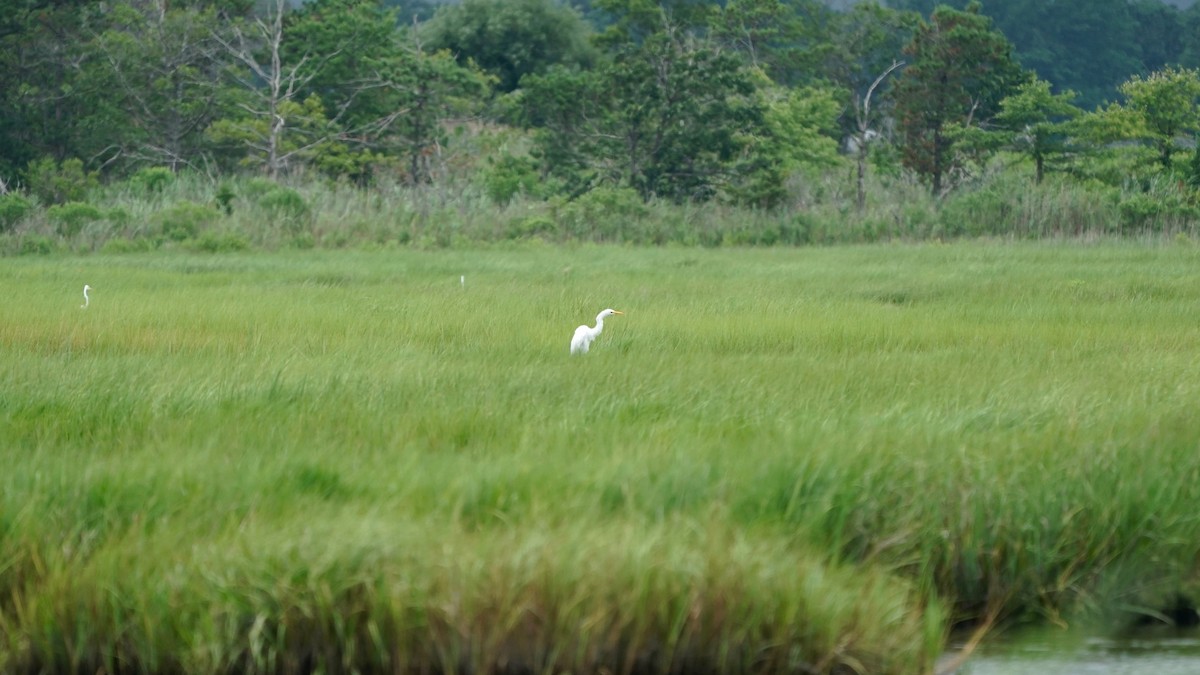 Great Egret - ML595352431