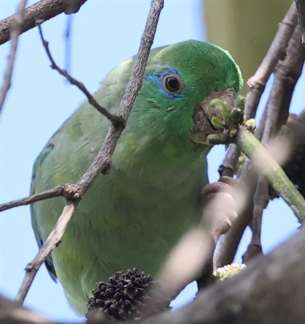 Spectacled Parrotlet - Dawn Lloyd