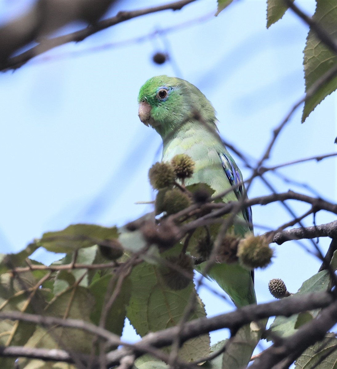 Spectacled Parrotlet - Dawn Lloyd