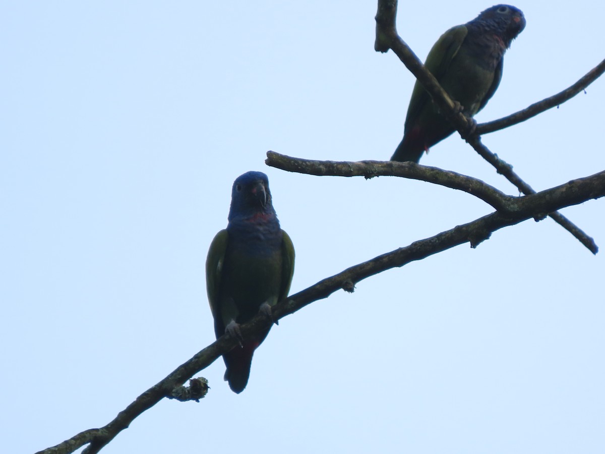 Blue-headed Parrot - ML595352651