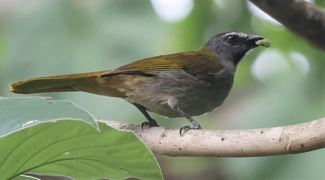 Buff-throated Saltator - Dawn Lloyd