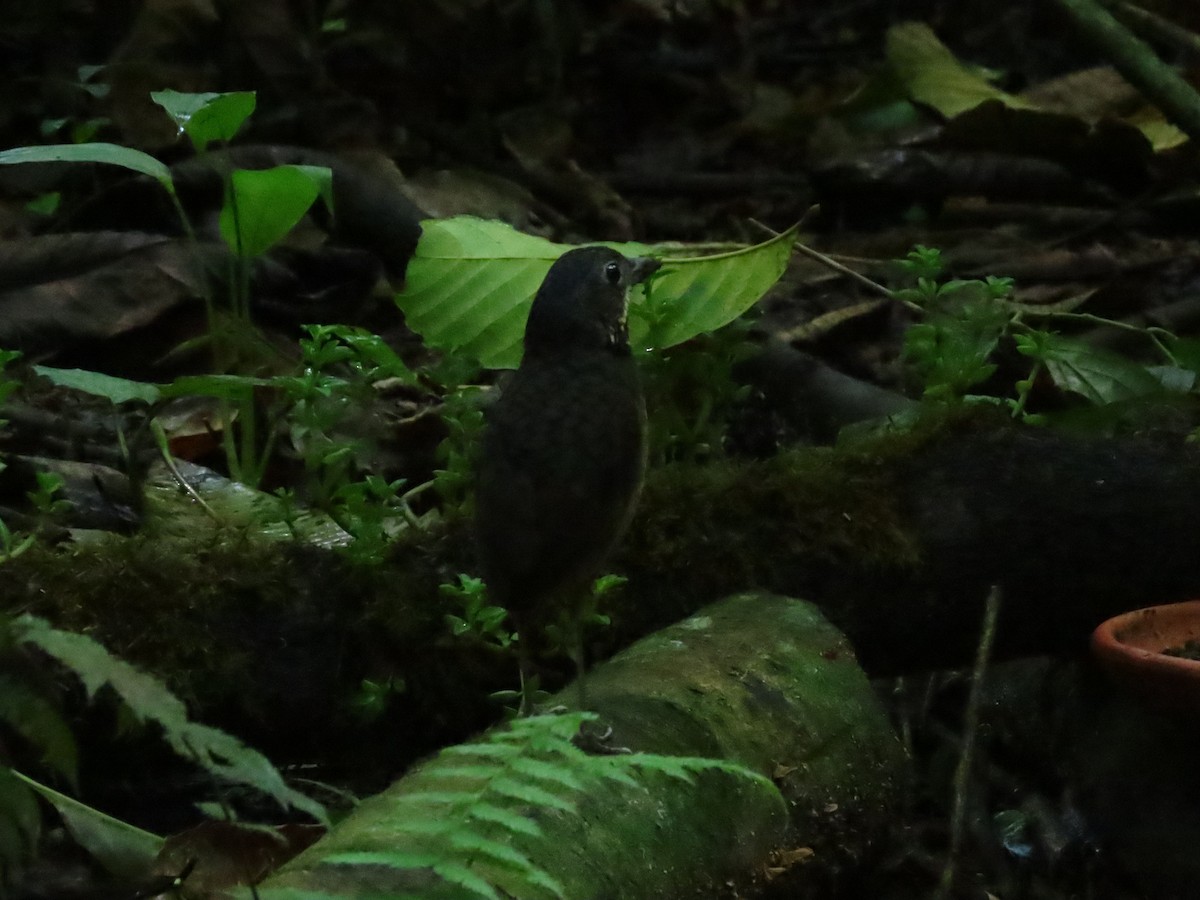 Scaled Antpitta - ML595352871