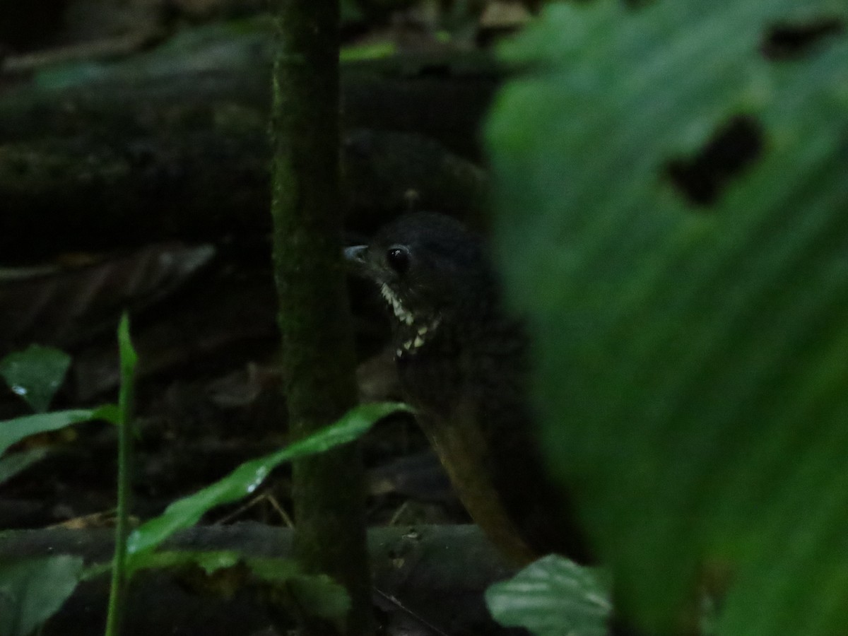 Scaled Antpitta - ML595352911