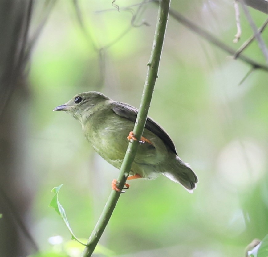 White-bearded Manakin - ML595352971