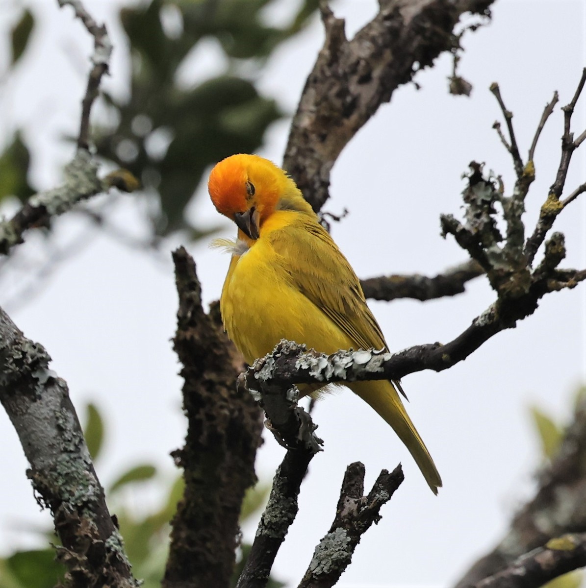 Saffron Finch - ML595353201