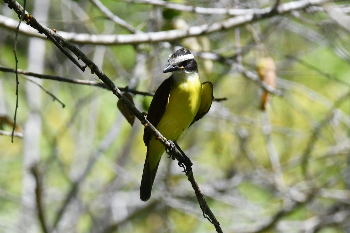 Great Kiskadee - David Lawton