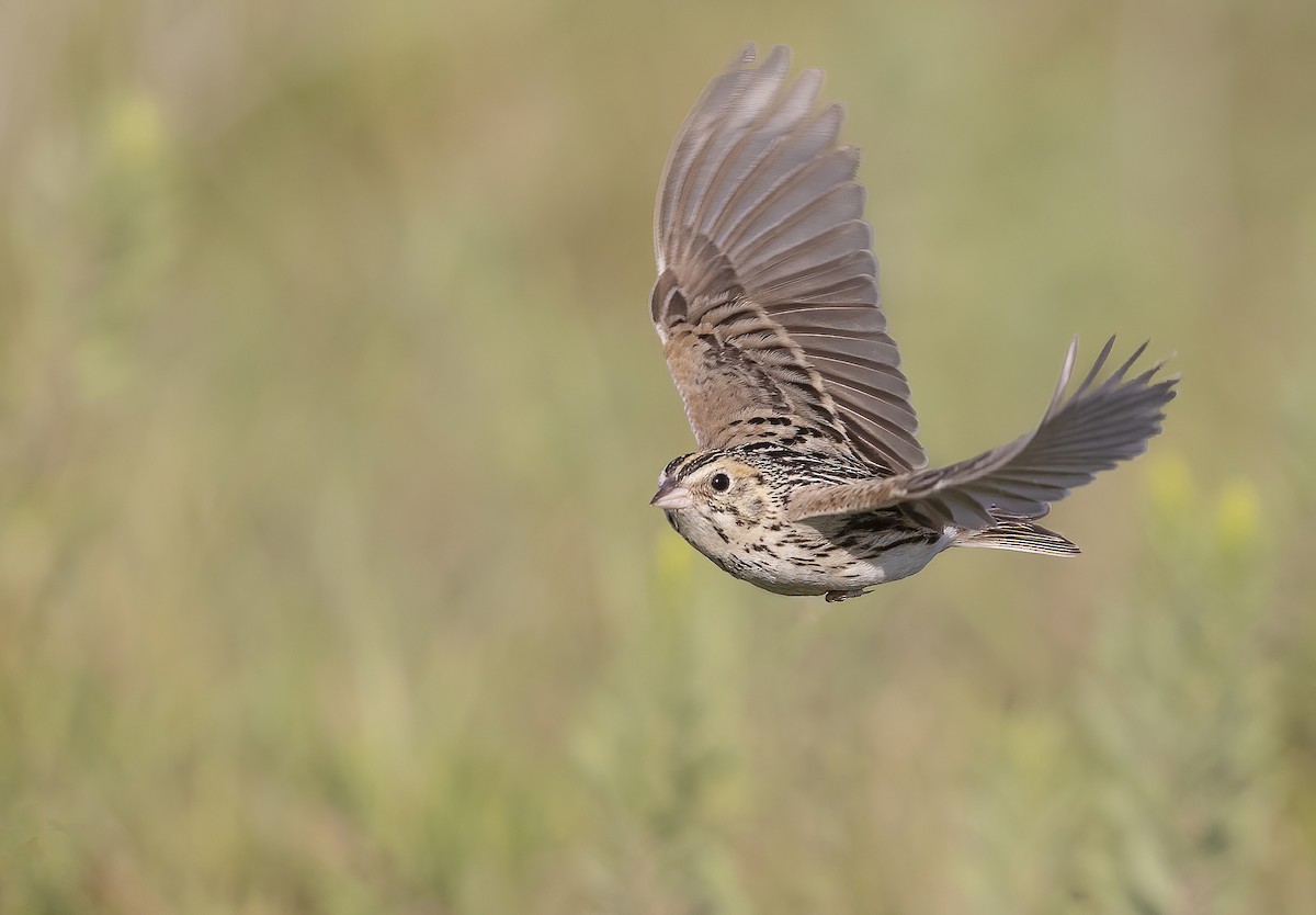 Baird's Sparrow - ML595353801