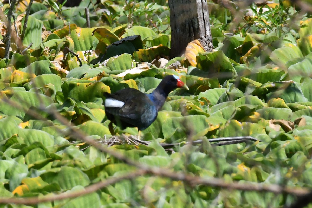 Purple Gallinule - ML595353821