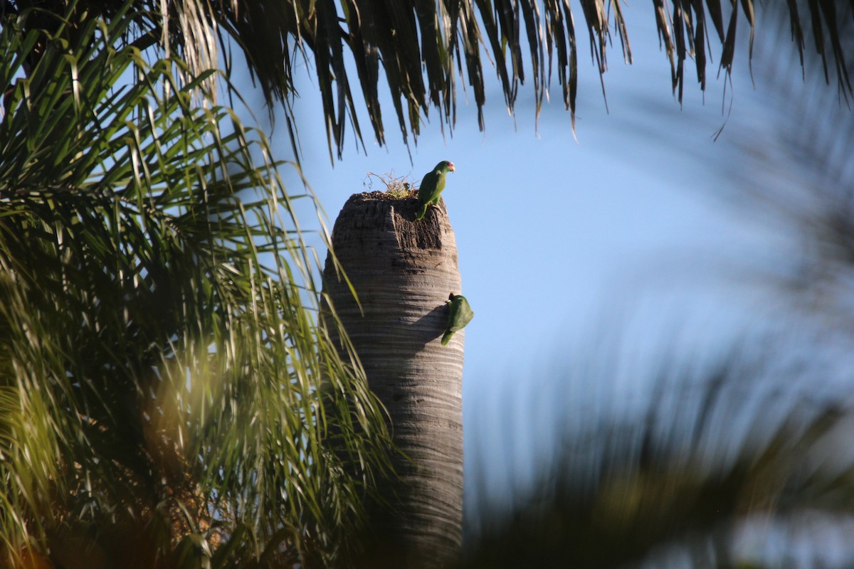 White-fronted Amazon - ML595354411