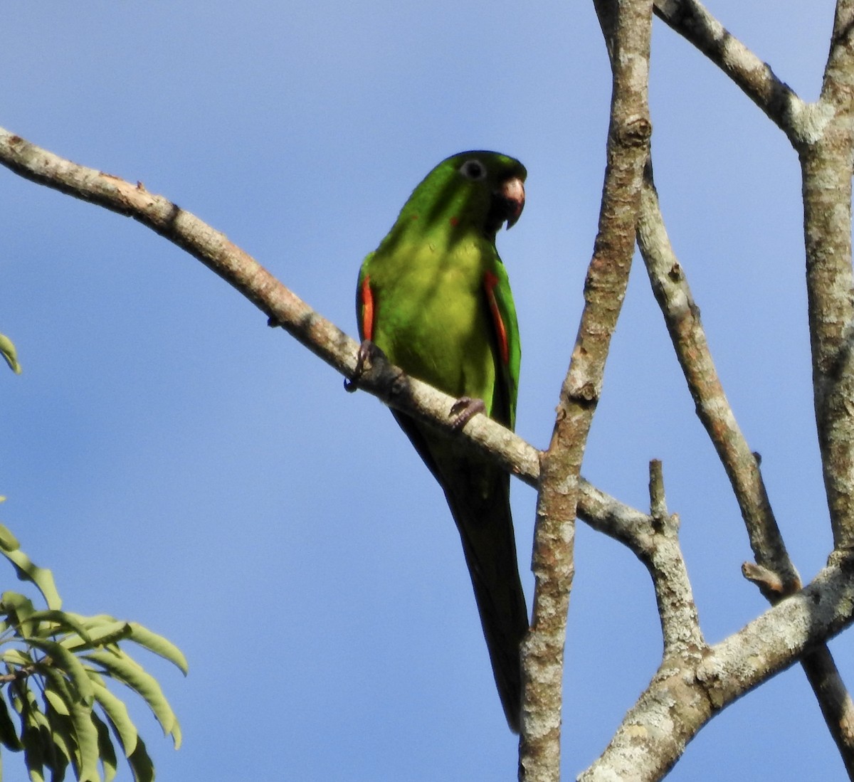 Aratinga Ojiblanca - ML595354891