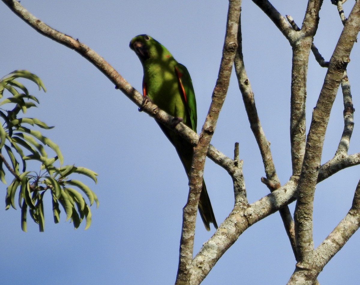 Aratinga Ojiblanca - ML595354931