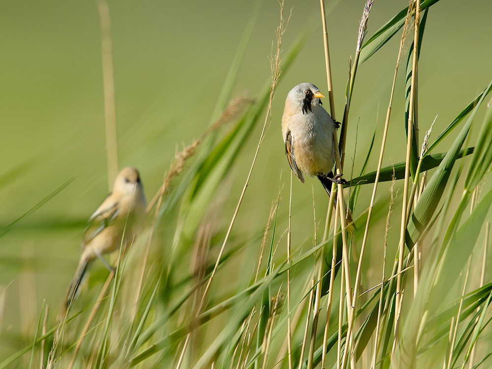 Bearded Reedling - ML59535501