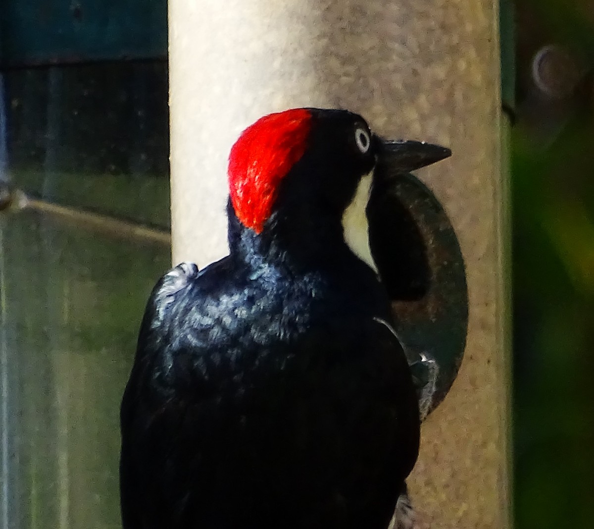 Acorn Woodpecker - ML595356071