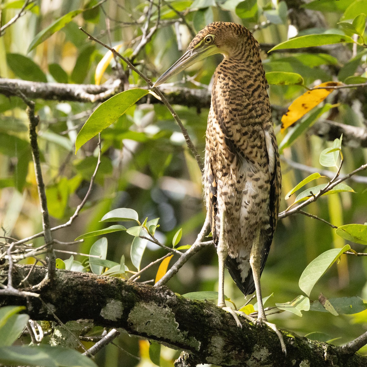 Rufescent Tiger-Heron - ML595356651