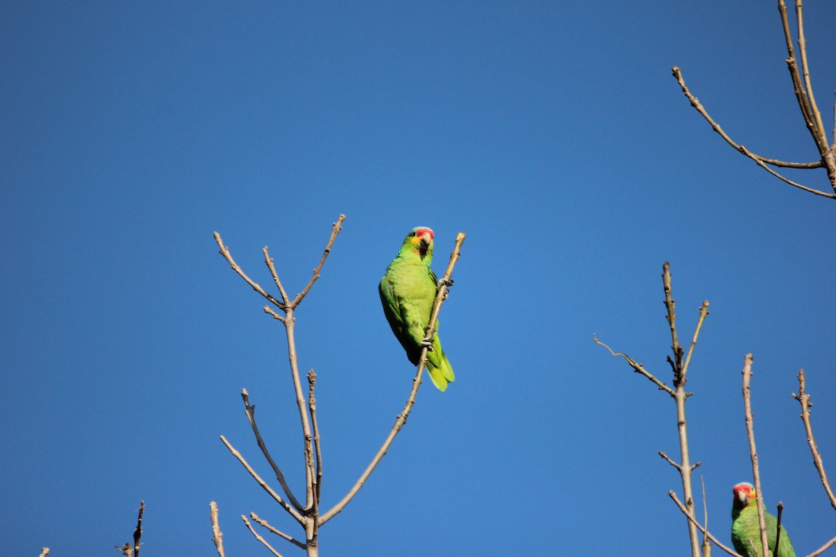 Red-lored Amazon - ML595357271