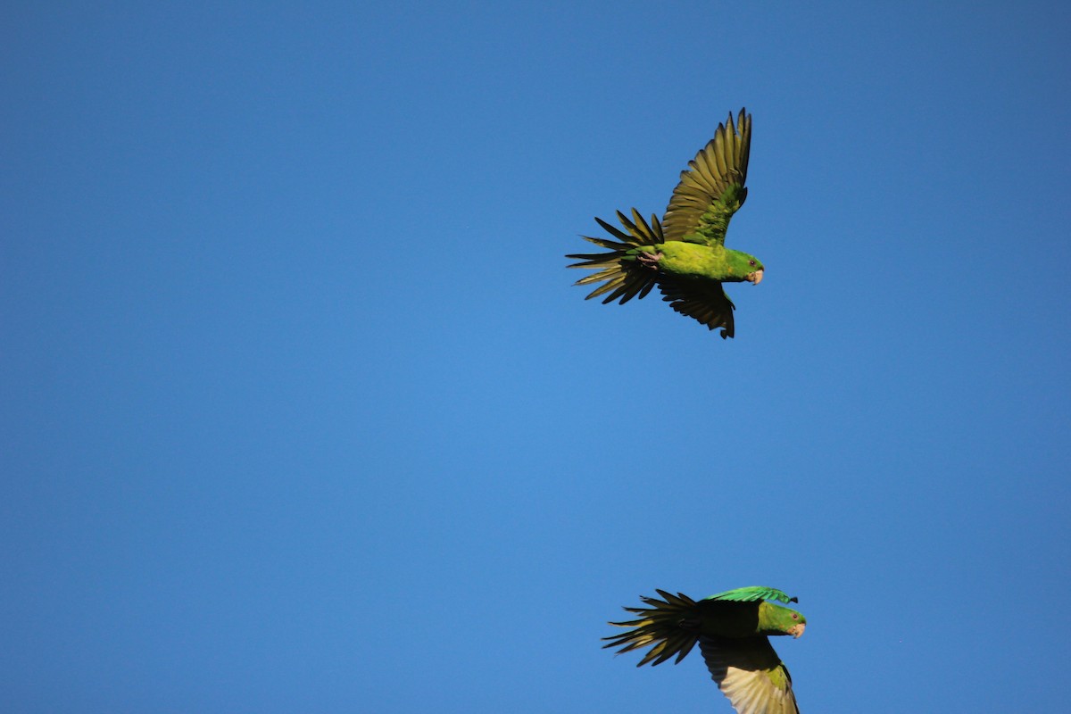 Green Parakeet - ML595357361