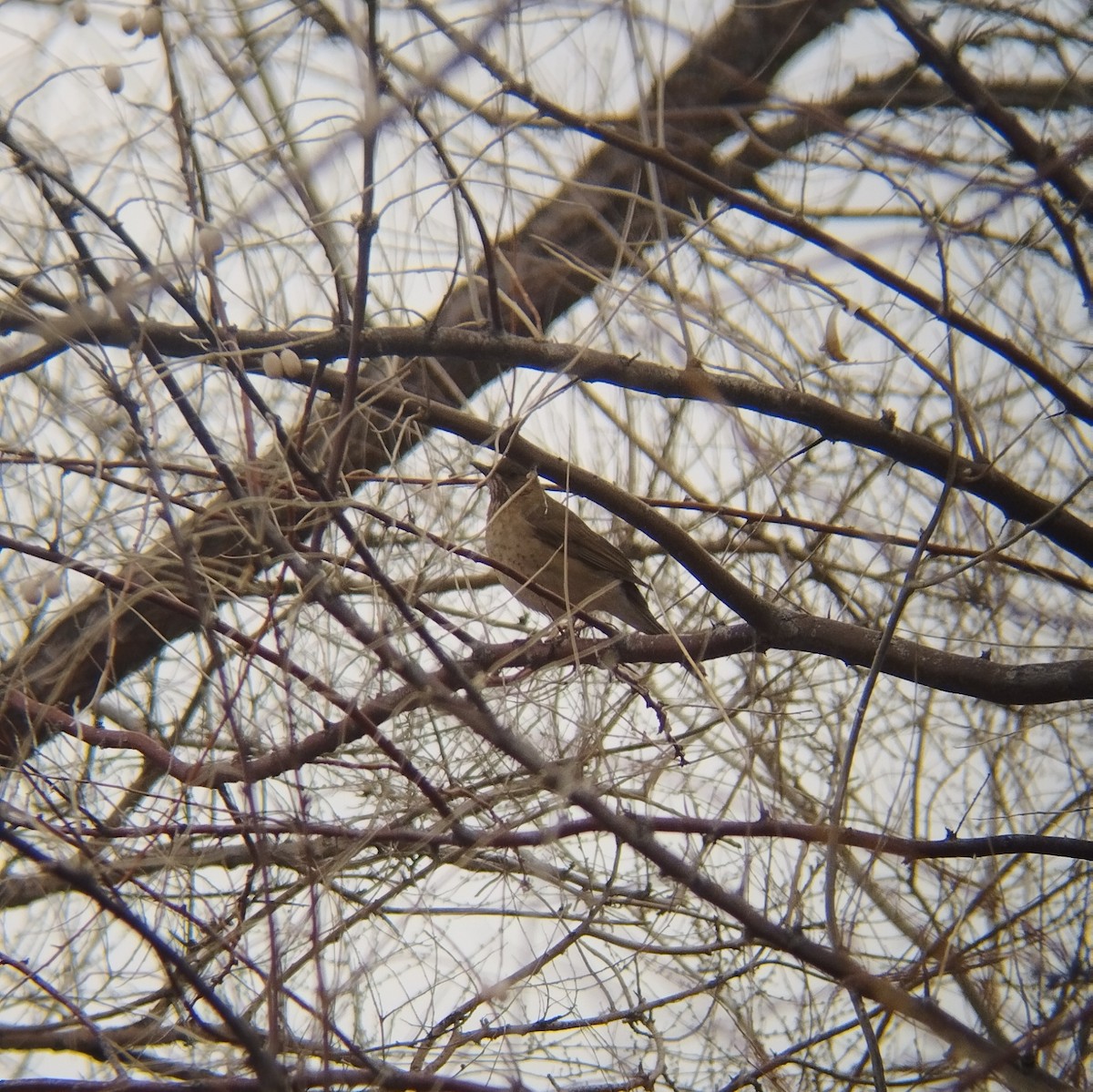 Creamy-bellied Thrush - ML595357671