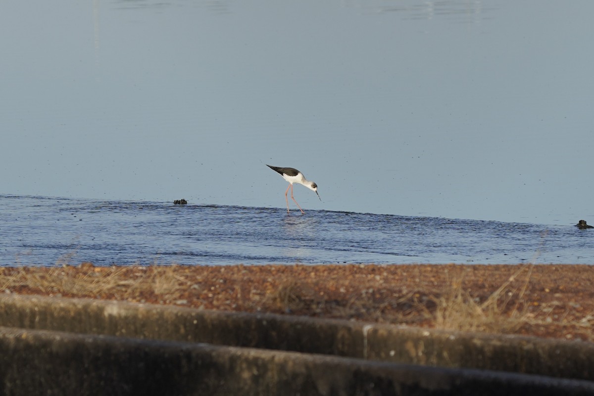 Pied Stilt - ML595357731