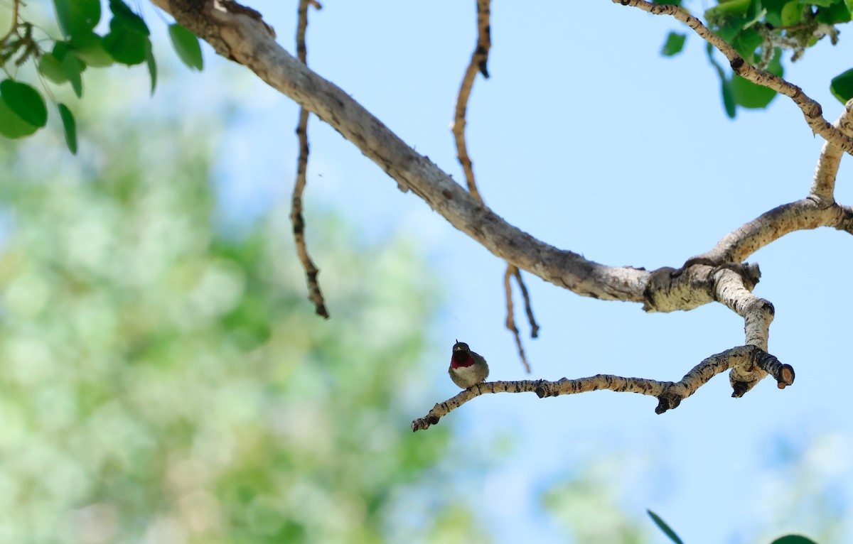 Broad-tailed Hummingbird - Deanna McLaughlin