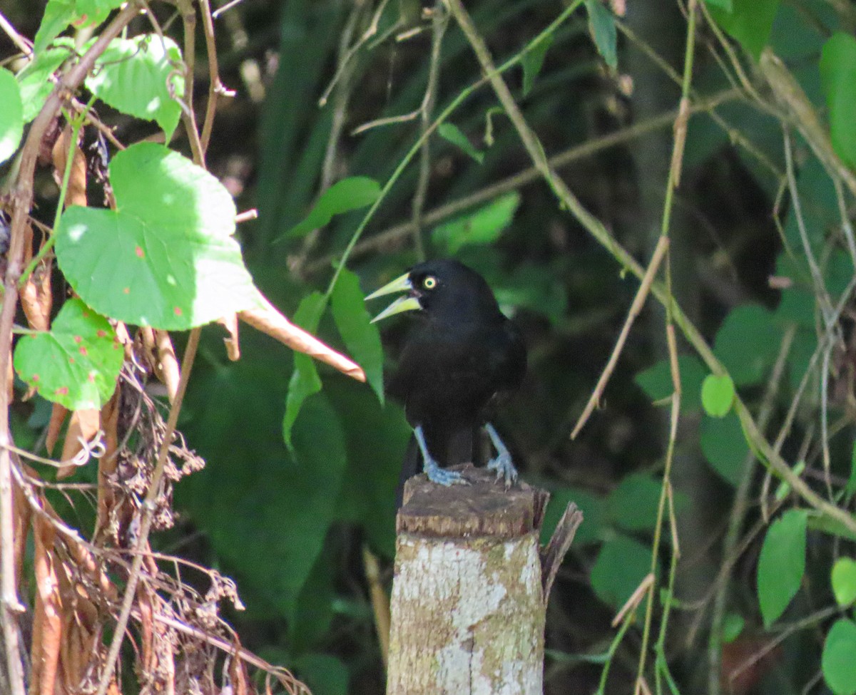 Yellow-billed Cacique - ML595358491
