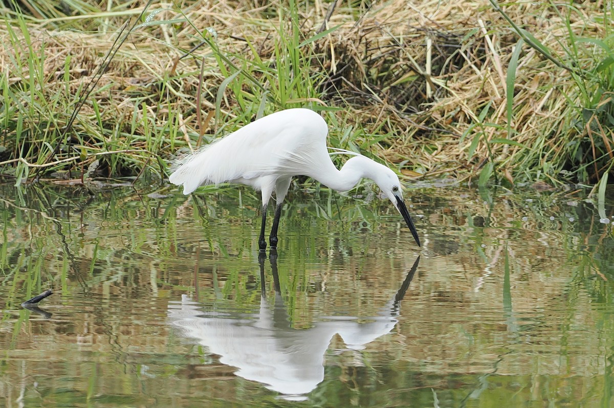 Little Egret (Western) - ML595358681