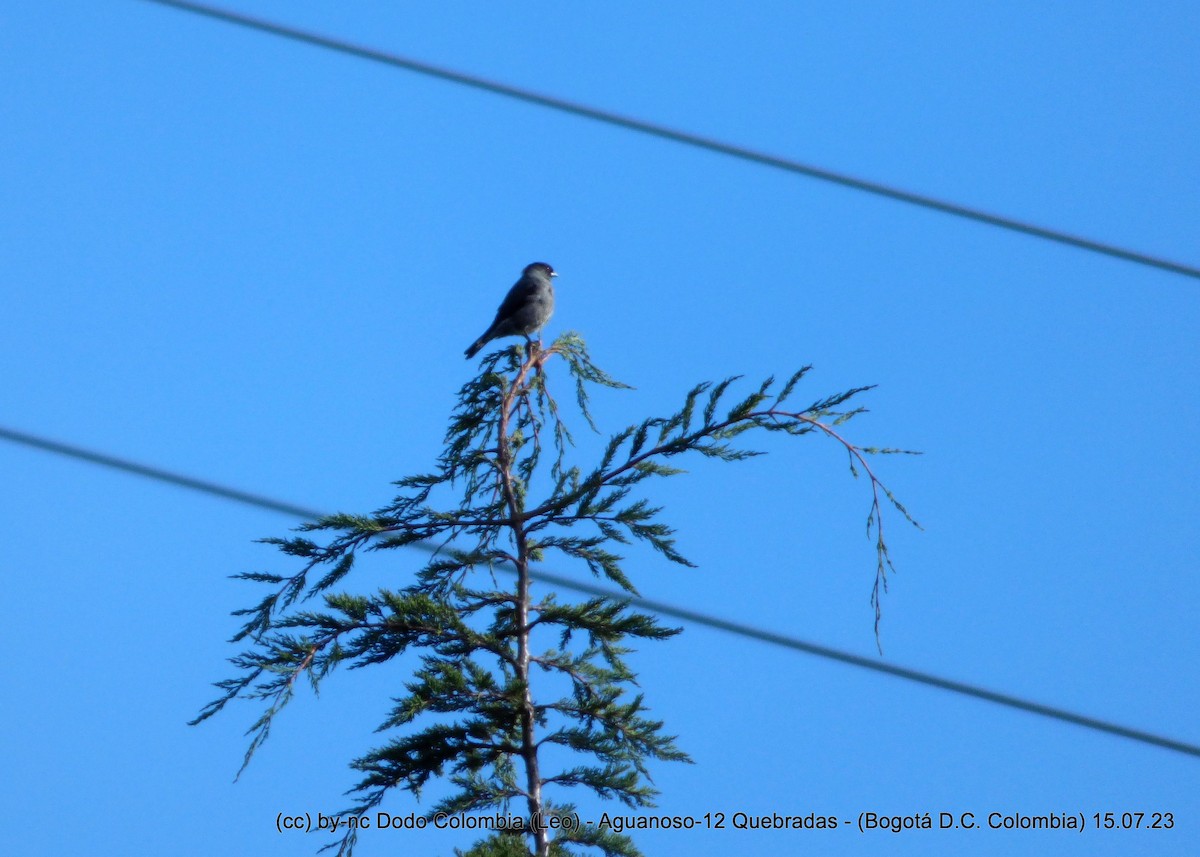 Cotinga Crestirrojo - ML595359101