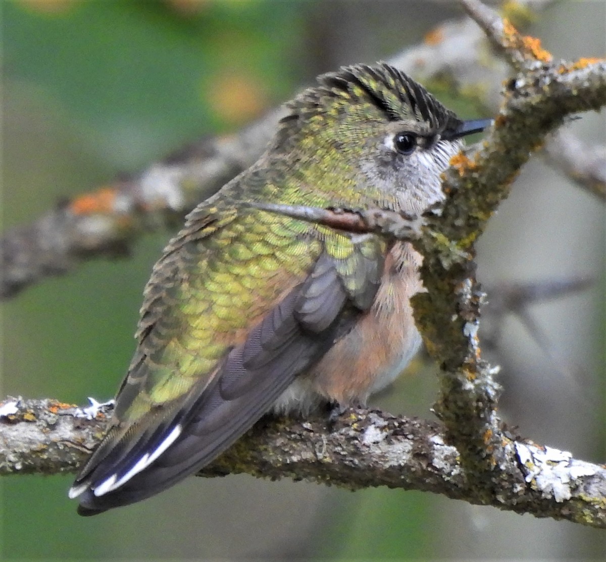 Calliope Hummingbird - ML595359421