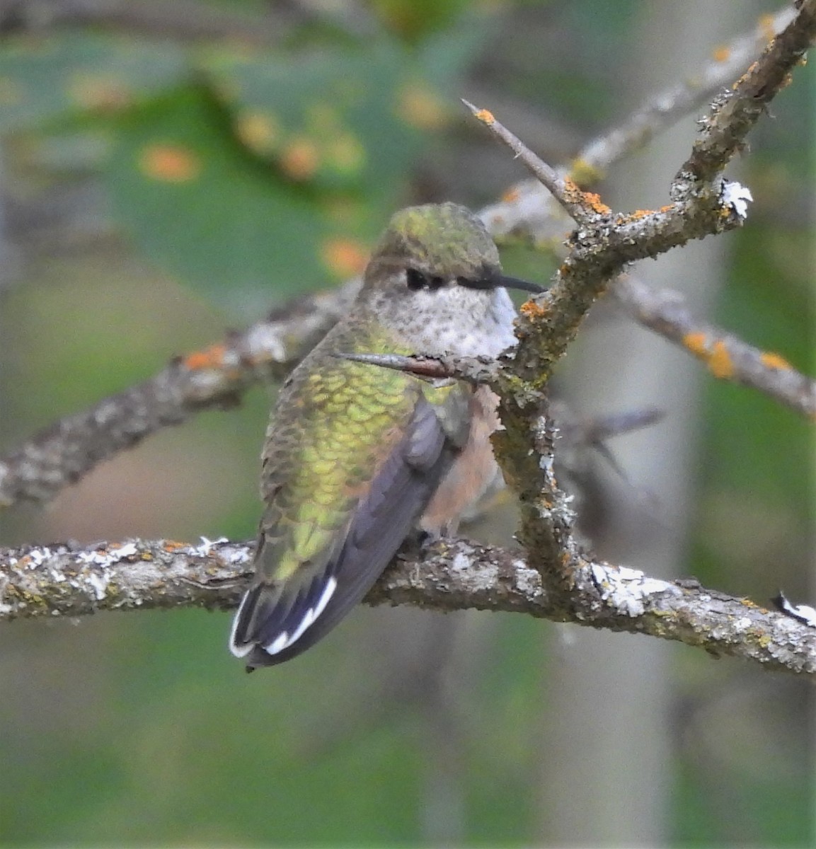 Calliope Hummingbird - ML595359431