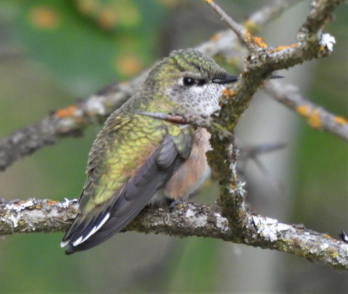 Calliope Hummingbird - ML595359441