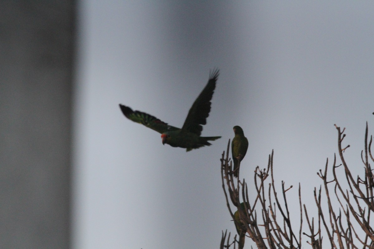 Red-lored Amazon - ML595359461