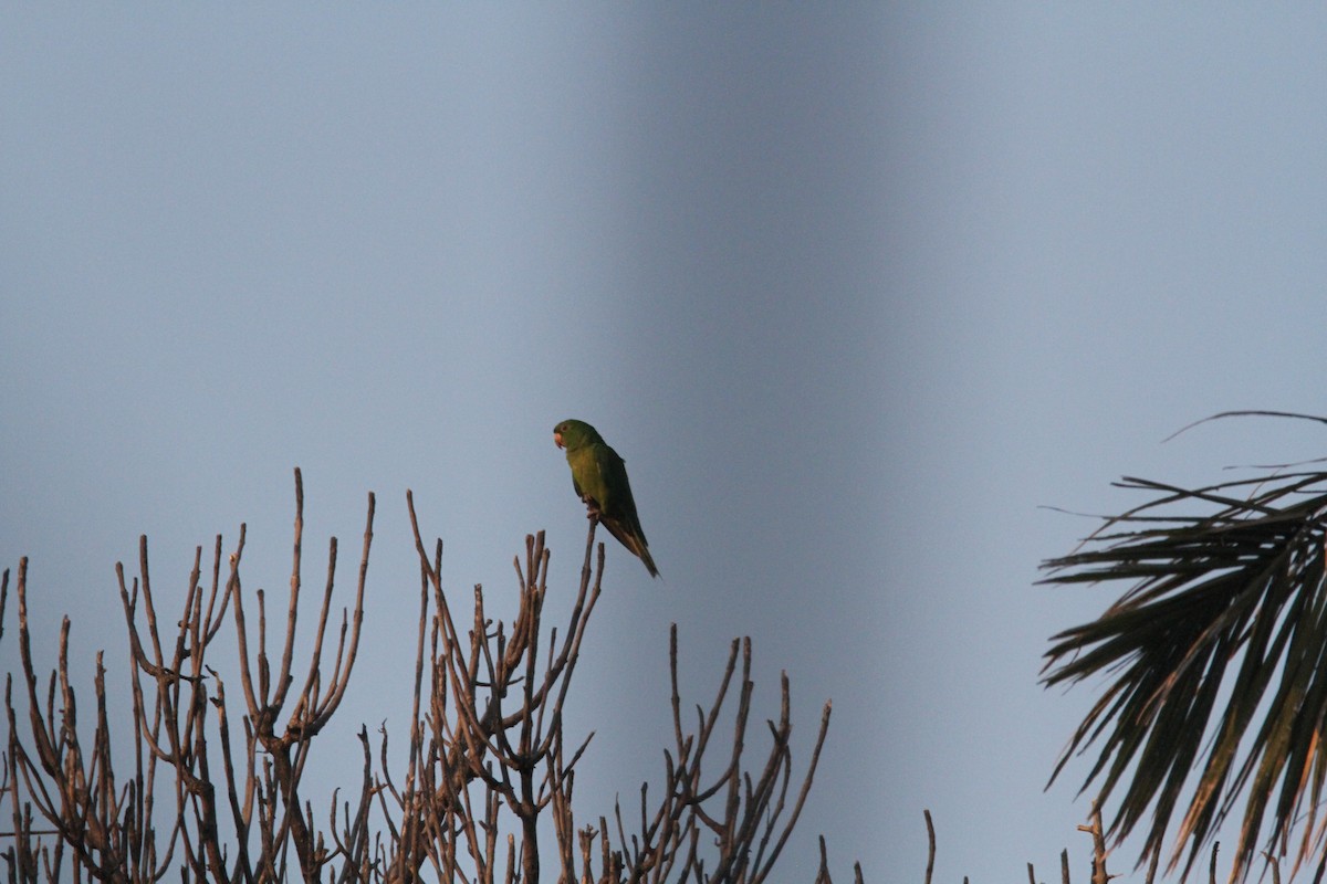 Green Parakeet - ML595359561