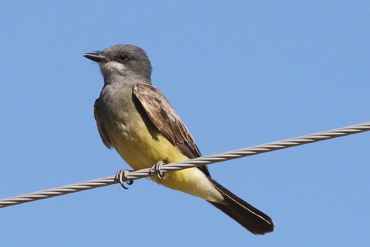 Cassin's Kingbird - ML595359671