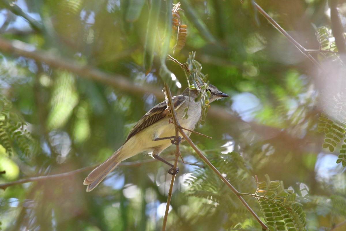 Piojito Pardo - ML595360781