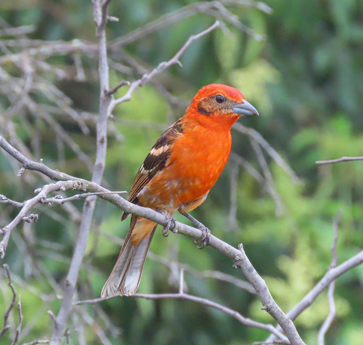 Flame-colored Tanager - ML595361501
