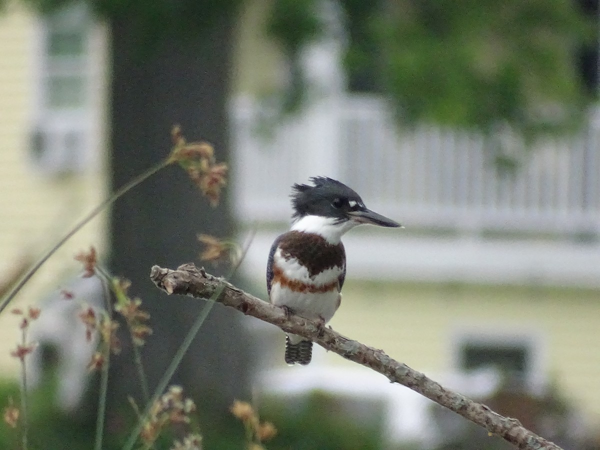 Belted Kingfisher - ML595361531