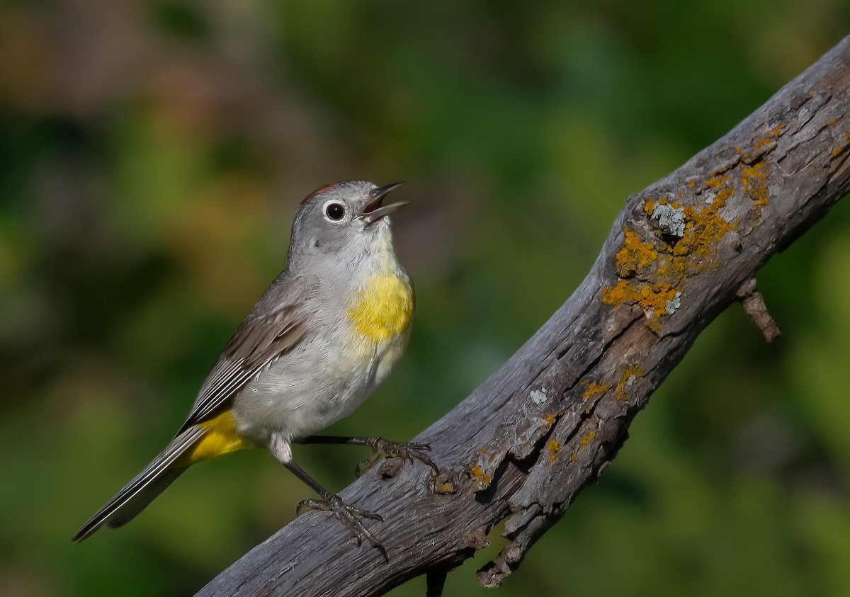 Virginia's Warbler - ML595361601
